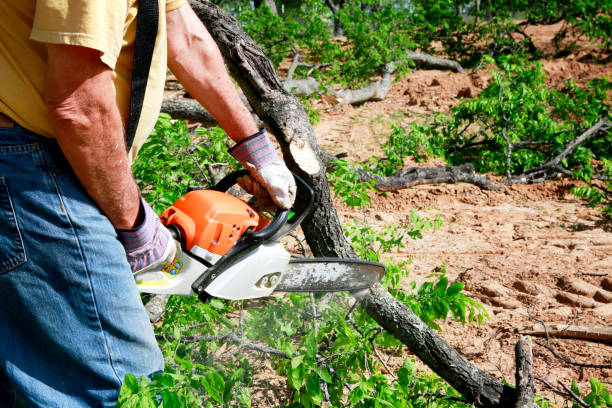 Best Organic Lawn Care Solutions  in Stockton, KS